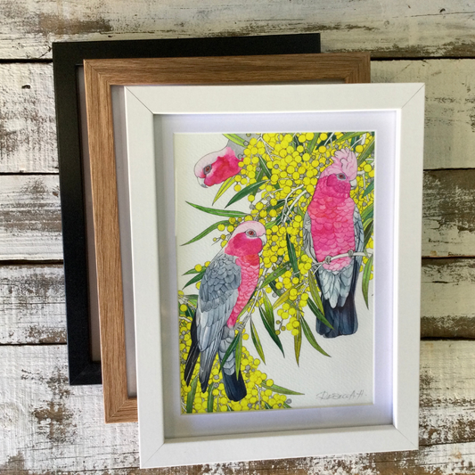 A5 Framed Prints - Parrots and Galah Collection