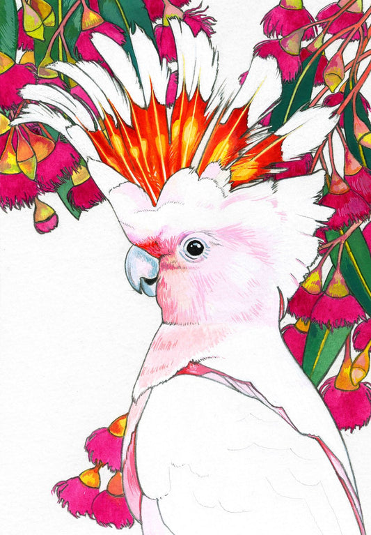 Original Art Work - Major Mitchell Cockatoo with Pink Flowering Gum Nut