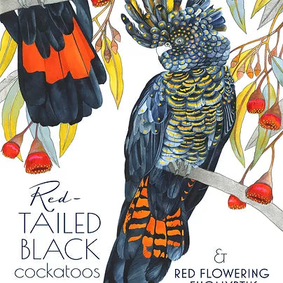 Tea Towel - Red Tailed Black Cockatoo - Female
