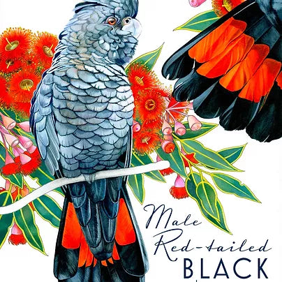 Tea Towel - Red Tail Black Cockatoo - Male